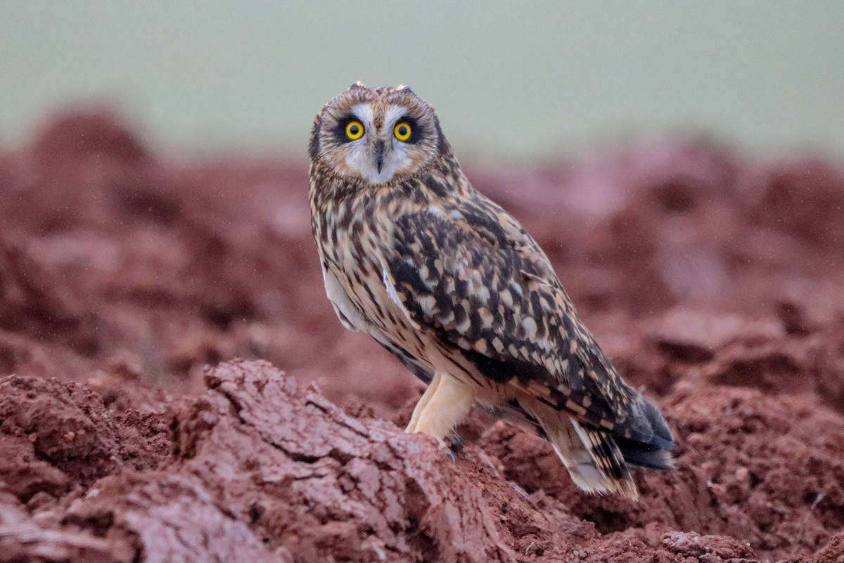 Short-eared Owl - ML612286083