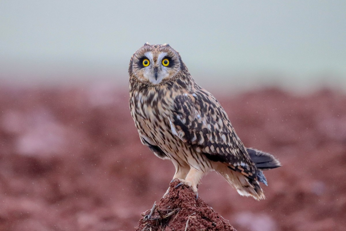 Short-eared Owl - ML612286084
