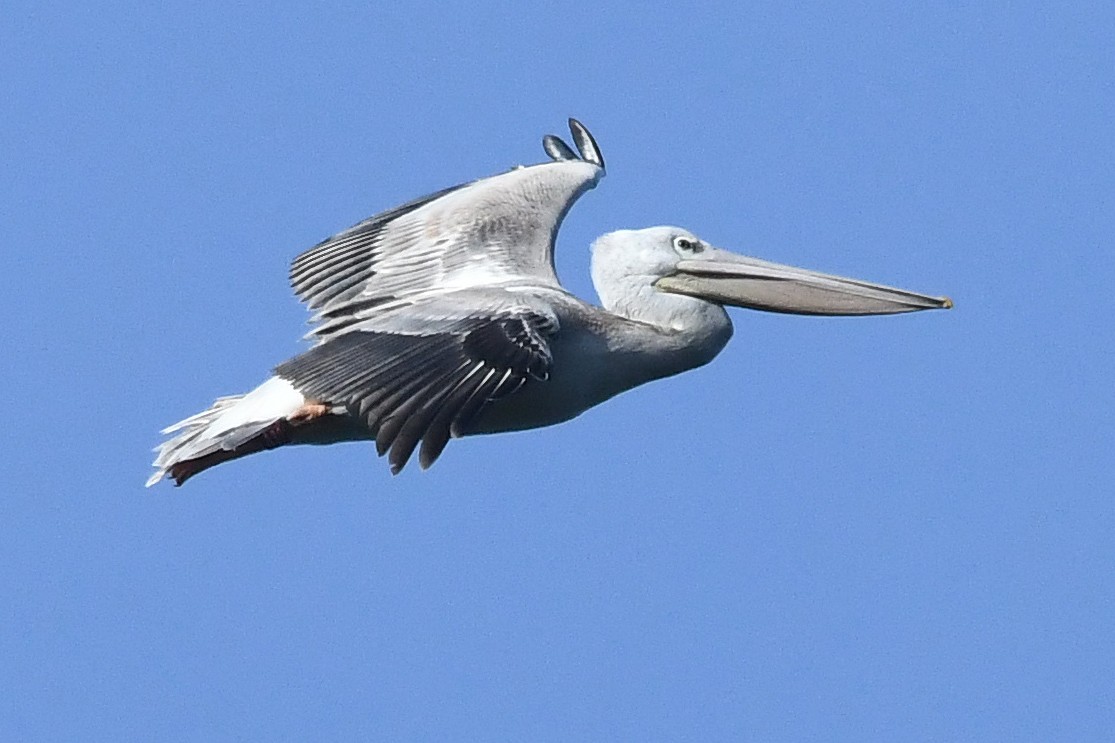 Pink-backed Pelican - ML612286101