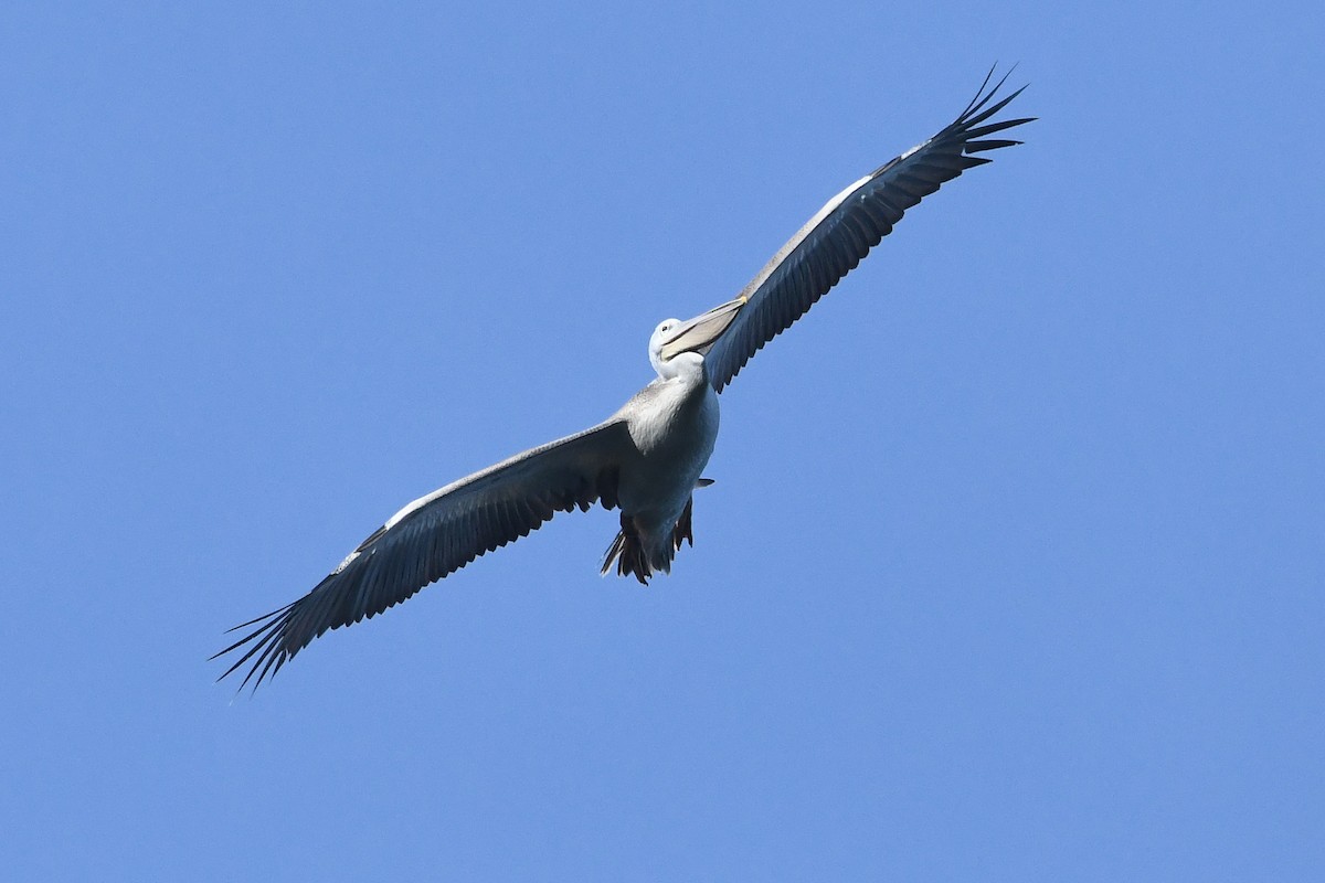 Pink-backed Pelican - ML612286103