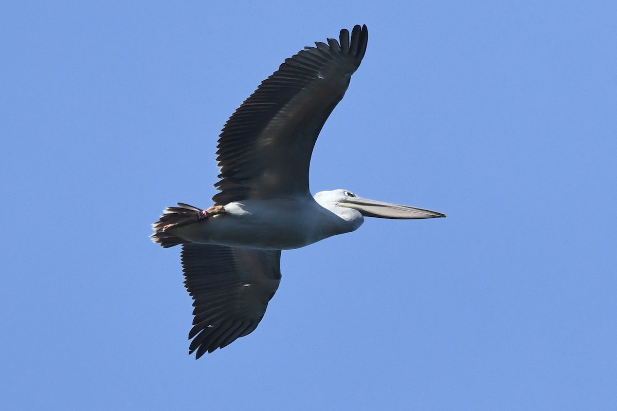 Pink-backed Pelican - ML612286106