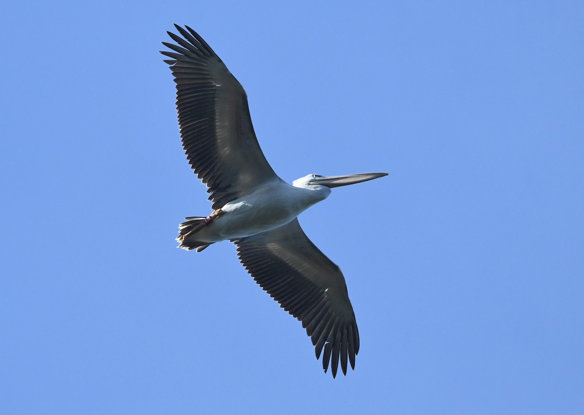 Pink-backed Pelican - ML612286109