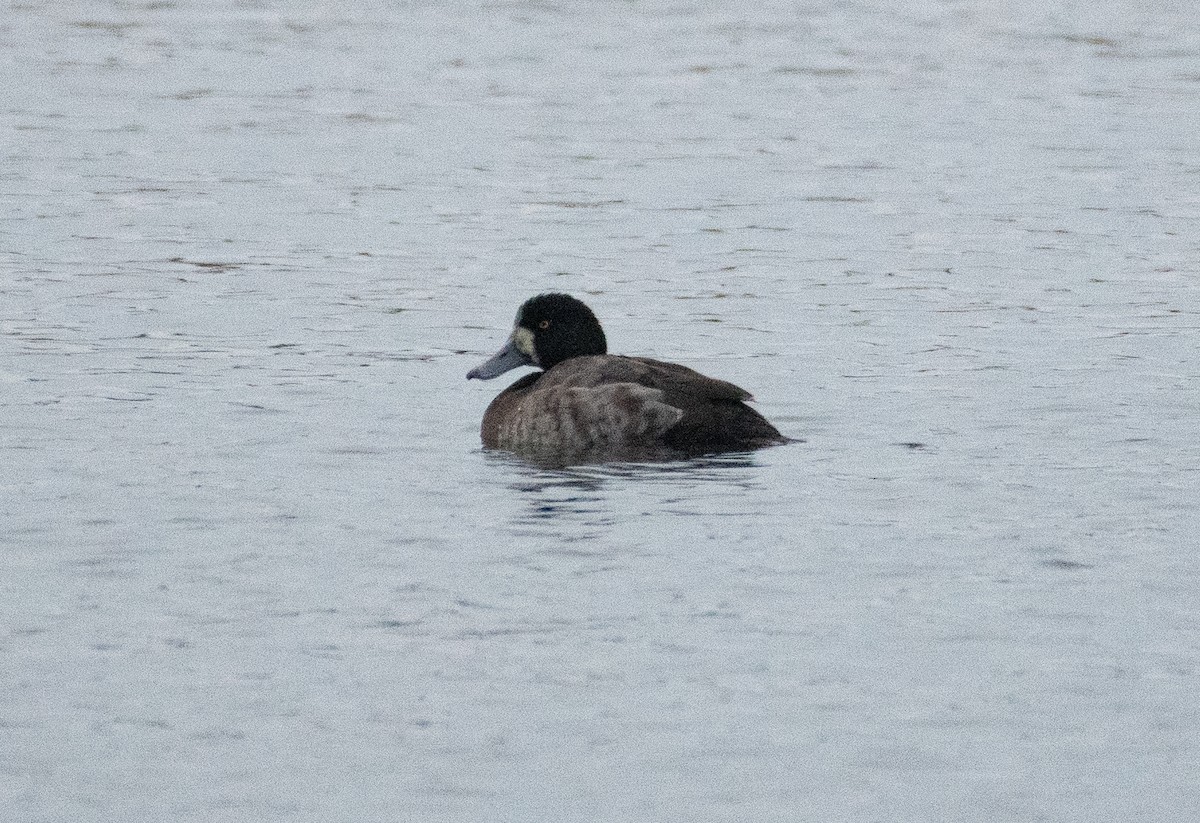 Greater Scaup - ML612286271