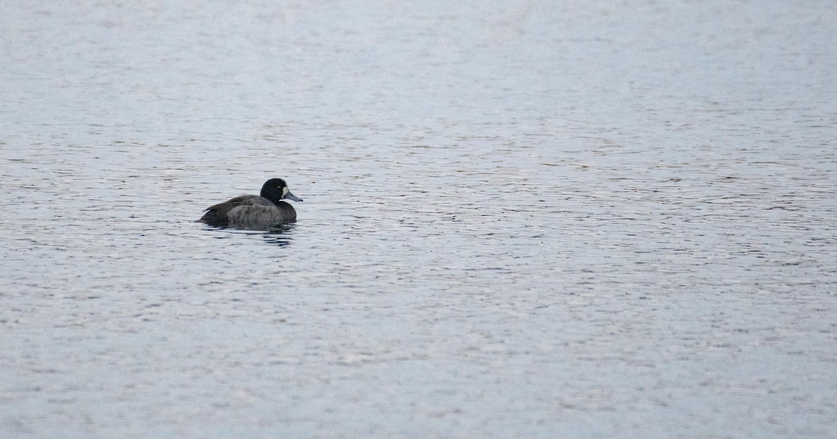 Greater Scaup - ML612286274