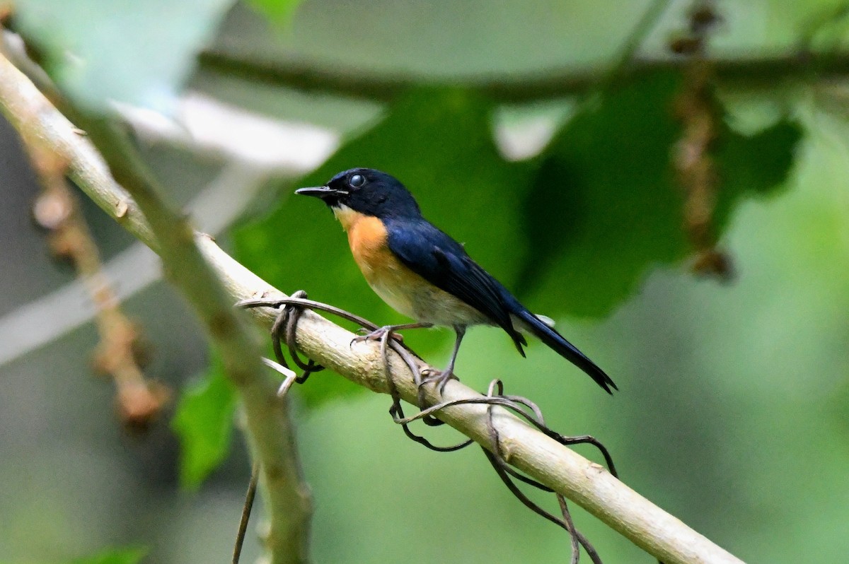Mangrove Blue Flycatcher (Philippine) - ML612286747