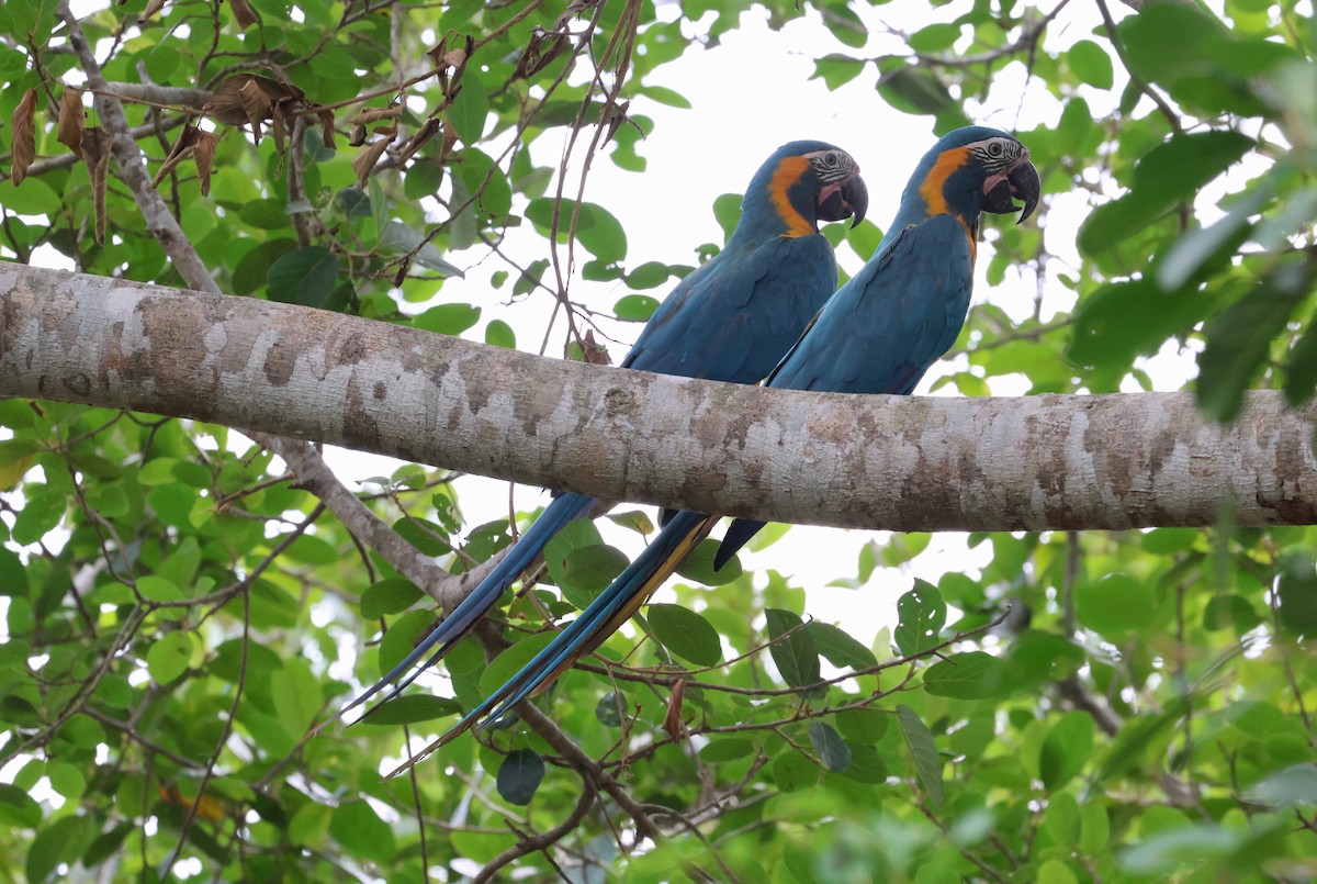 Blue-throated Macaw - ML612286752