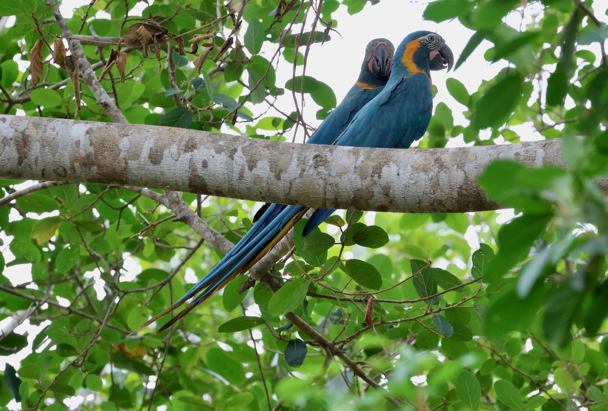 Blue-throated Macaw - ML612286753
