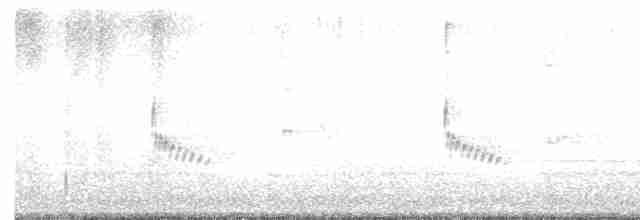 Каролинский крапивник - ML612286781