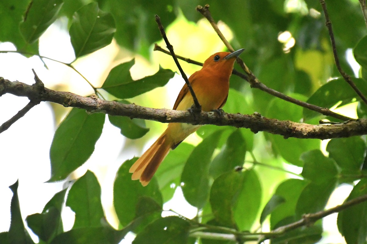 Rufous Paradise-Flycatcher (Southern) - ML612286977