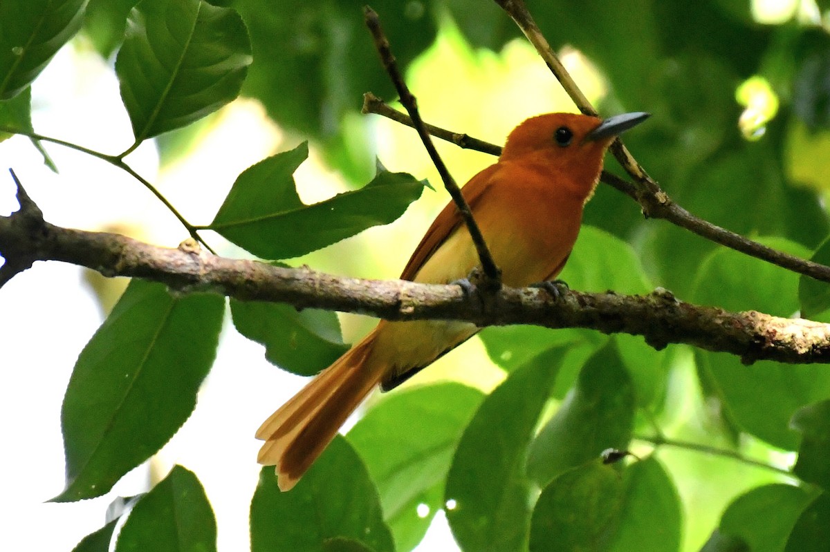 Rufous Paradise-Flycatcher (Southern) - ML612286978