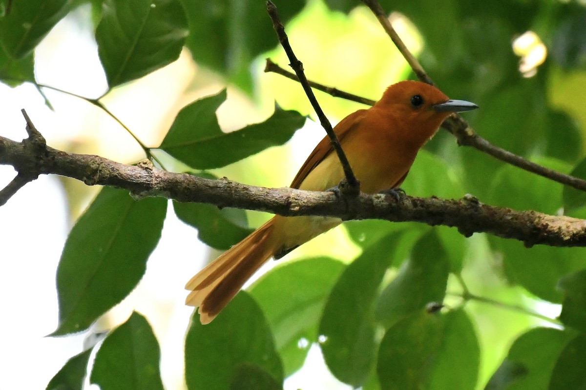 Rufous Paradise-Flycatcher (Southern) - ML612286979