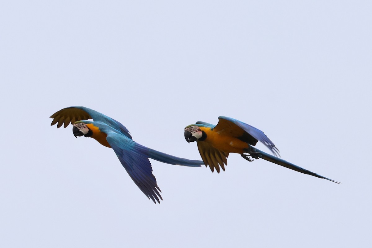Blue-and-yellow Macaw - ML612287010