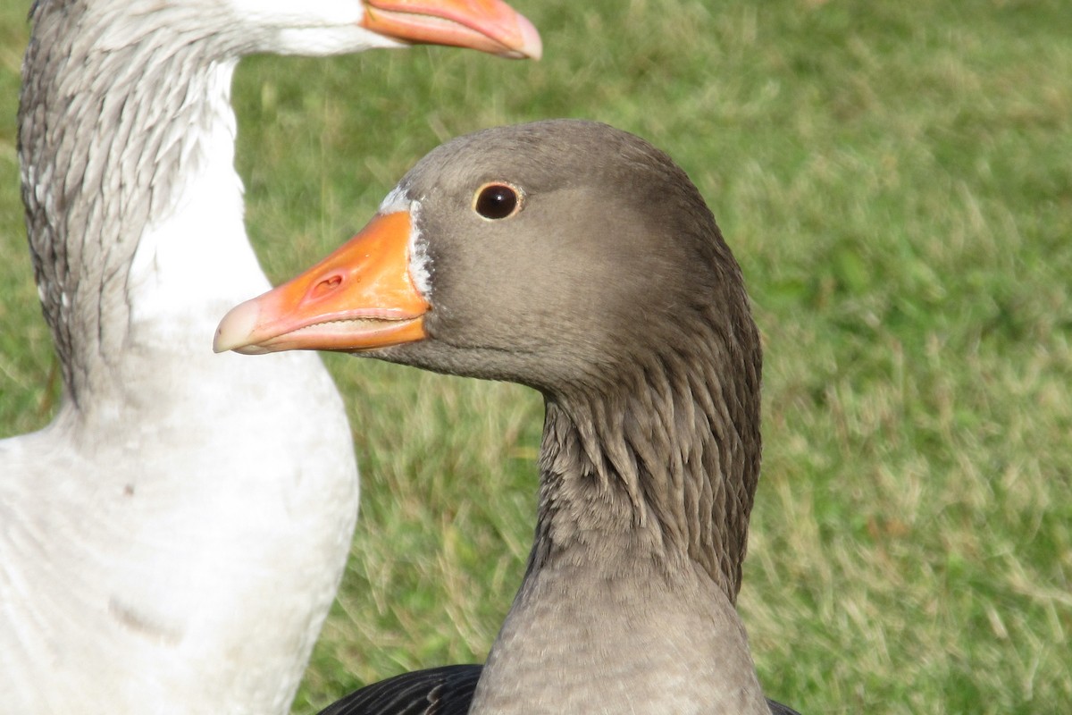 Graylag Goose (Domestic type) - ML612287135
