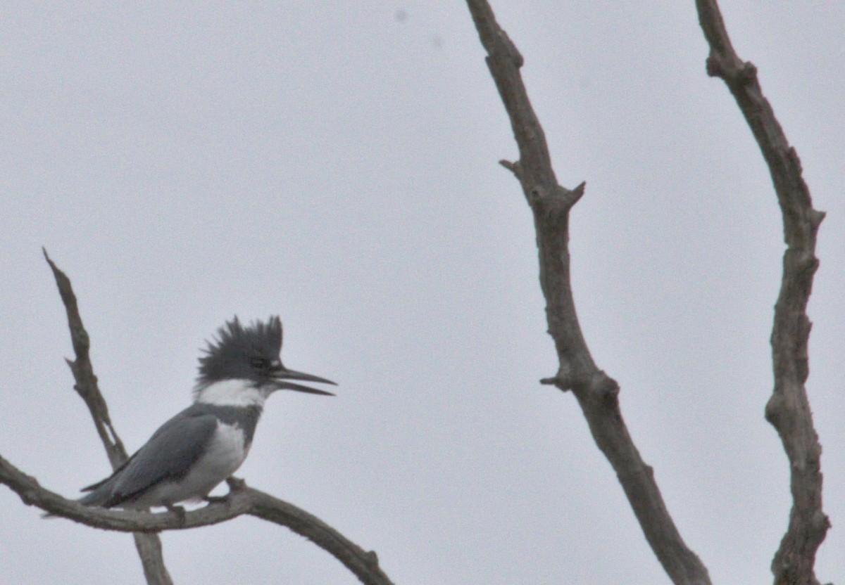 Belted Kingfisher - ML612287241