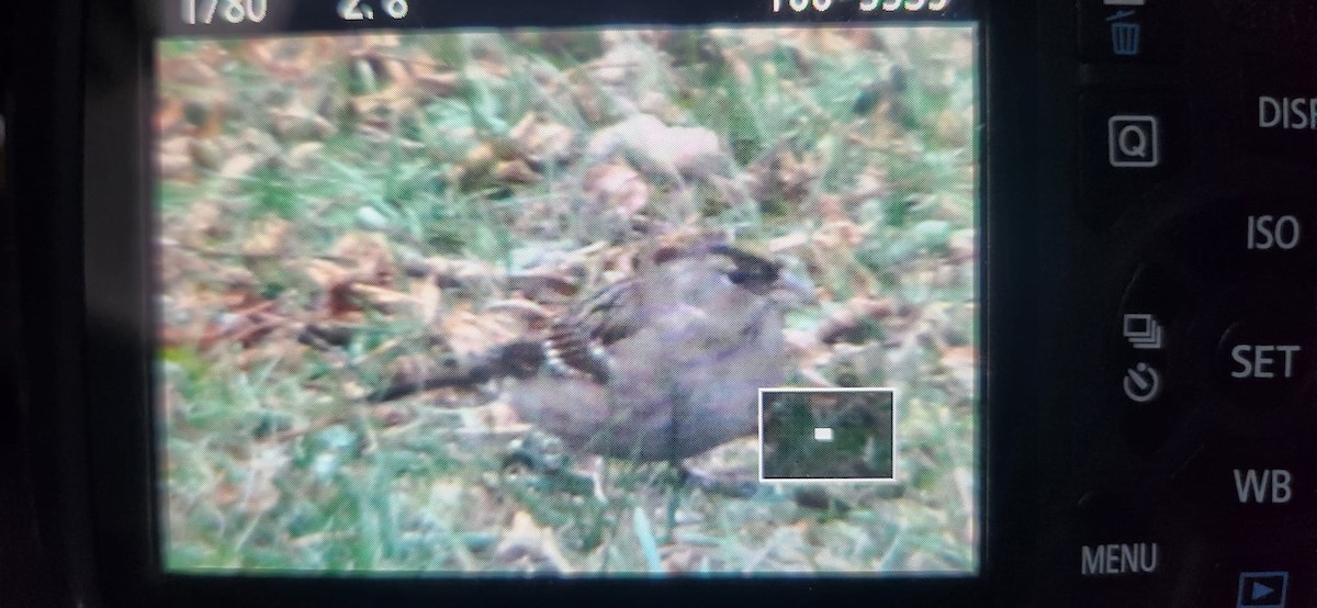 Golden-crowned Sparrow - ML612287427