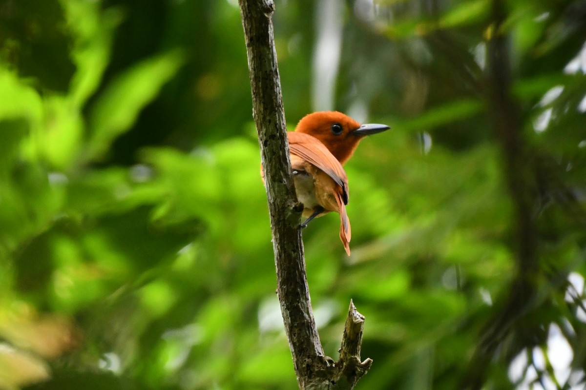 Rufous Paradise-Flycatcher (Southern) - ML612287624