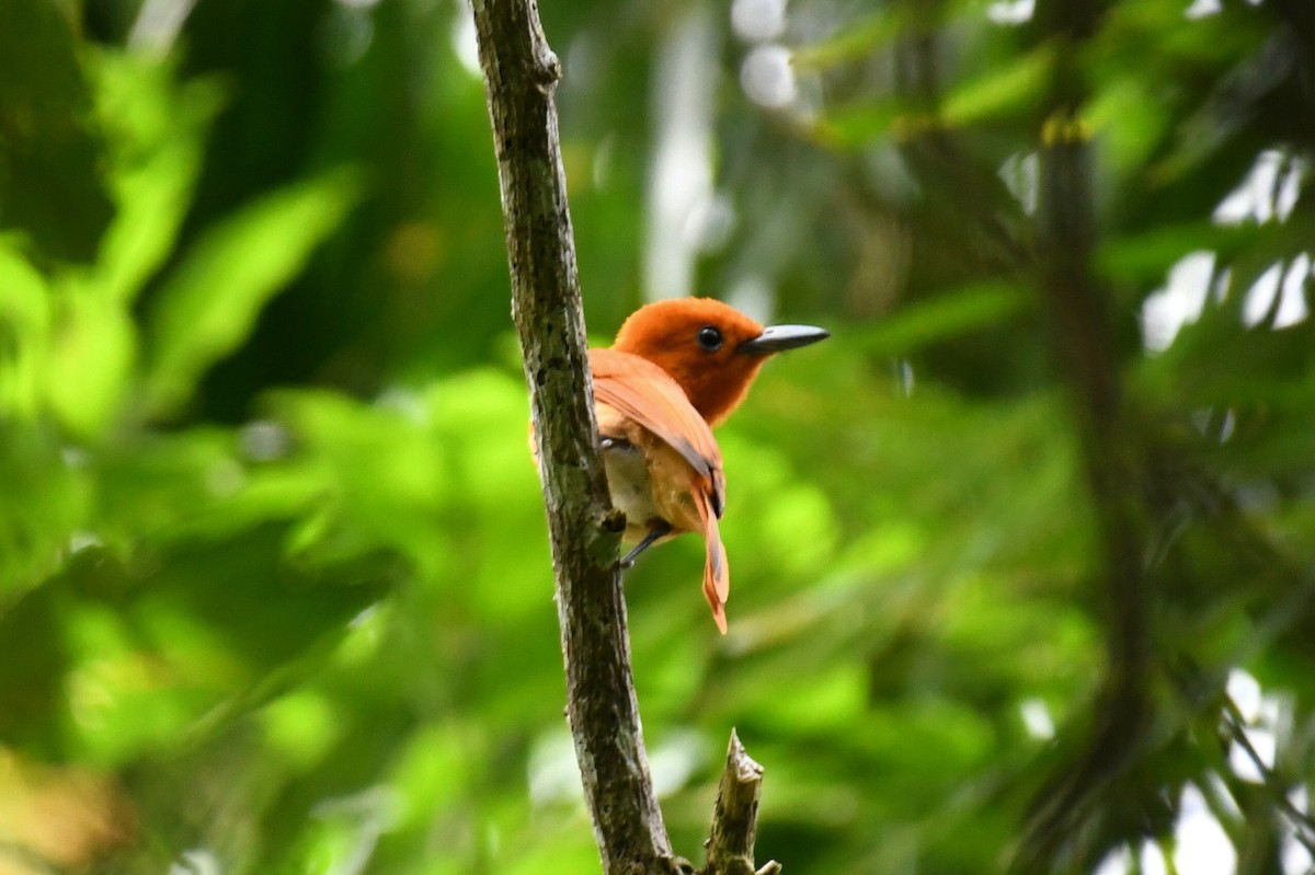 Rufous Paradise-Flycatcher (Southern) - ML612287626