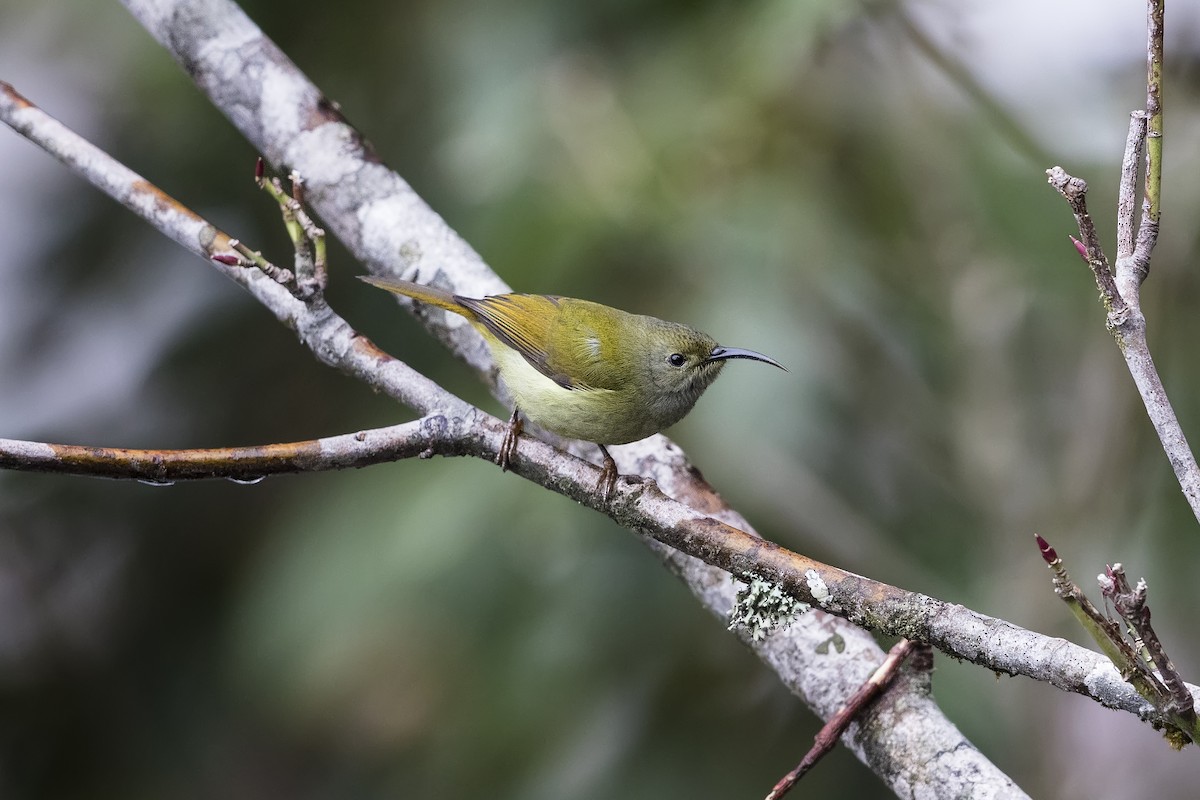 Green-tailed Sunbird - Stefan Hirsch