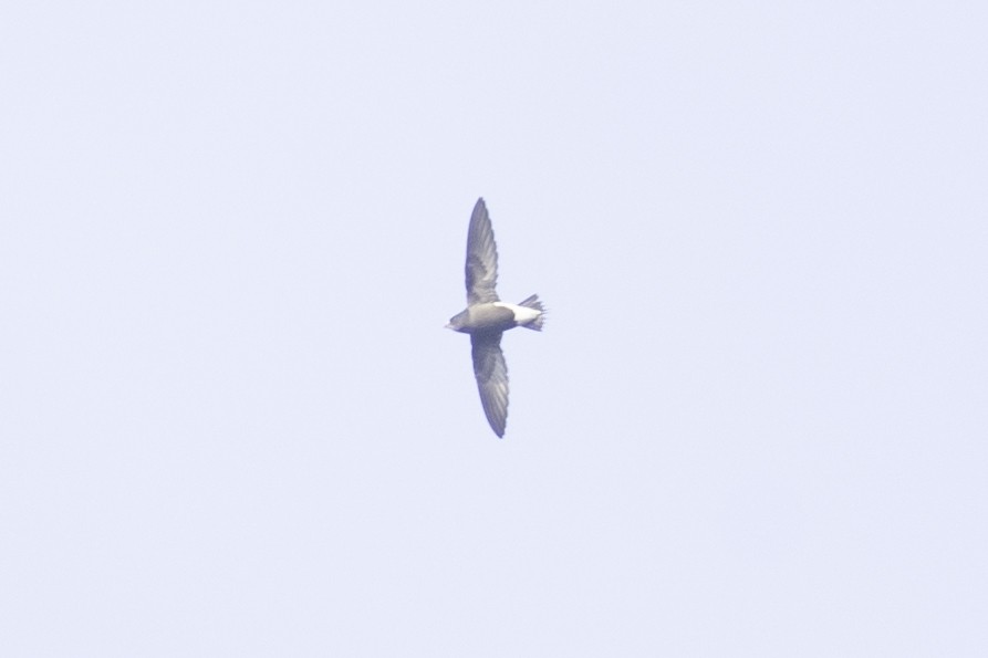 Brown-backed Needletail - ML612287787