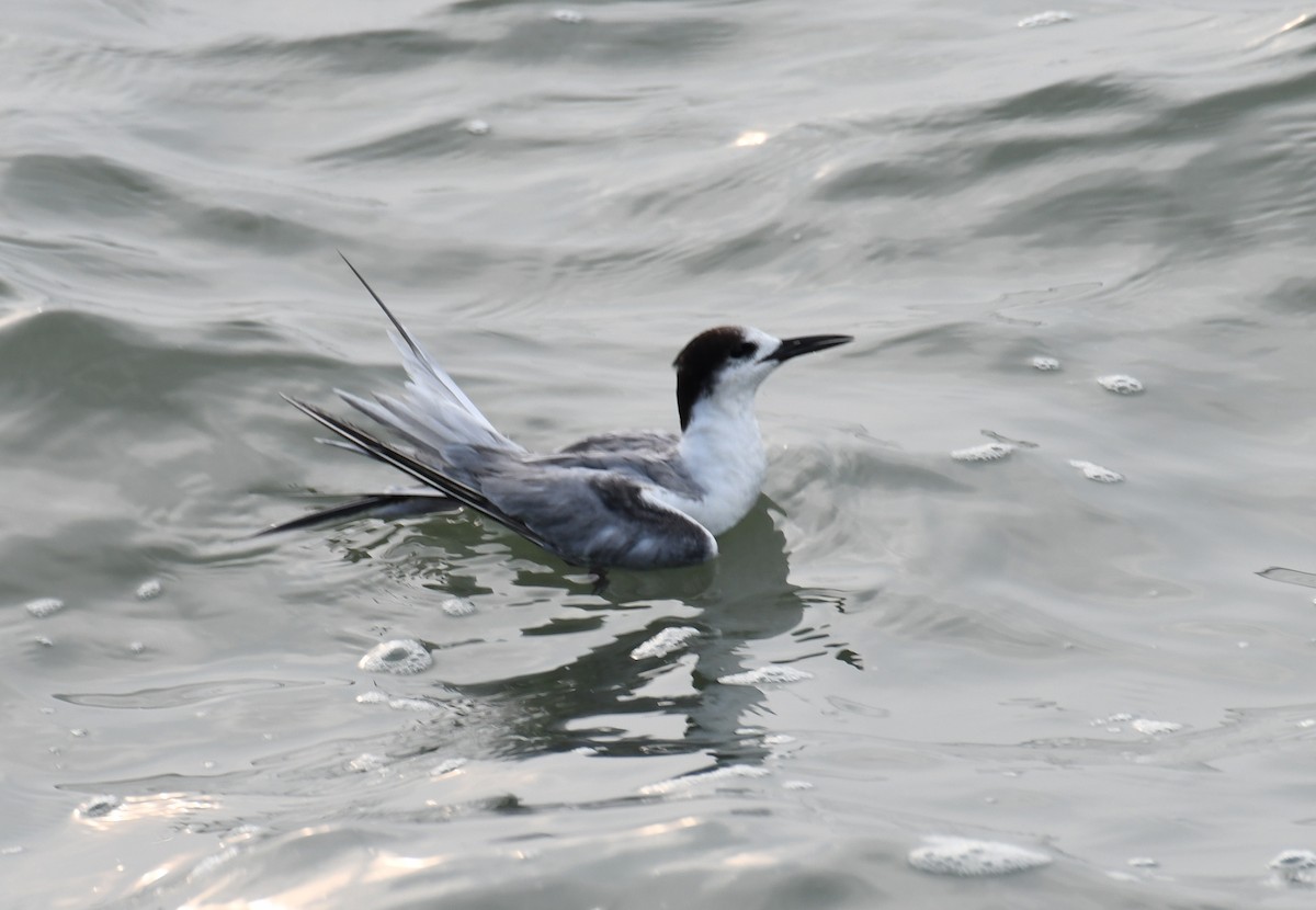 Common Tern - ML612287981