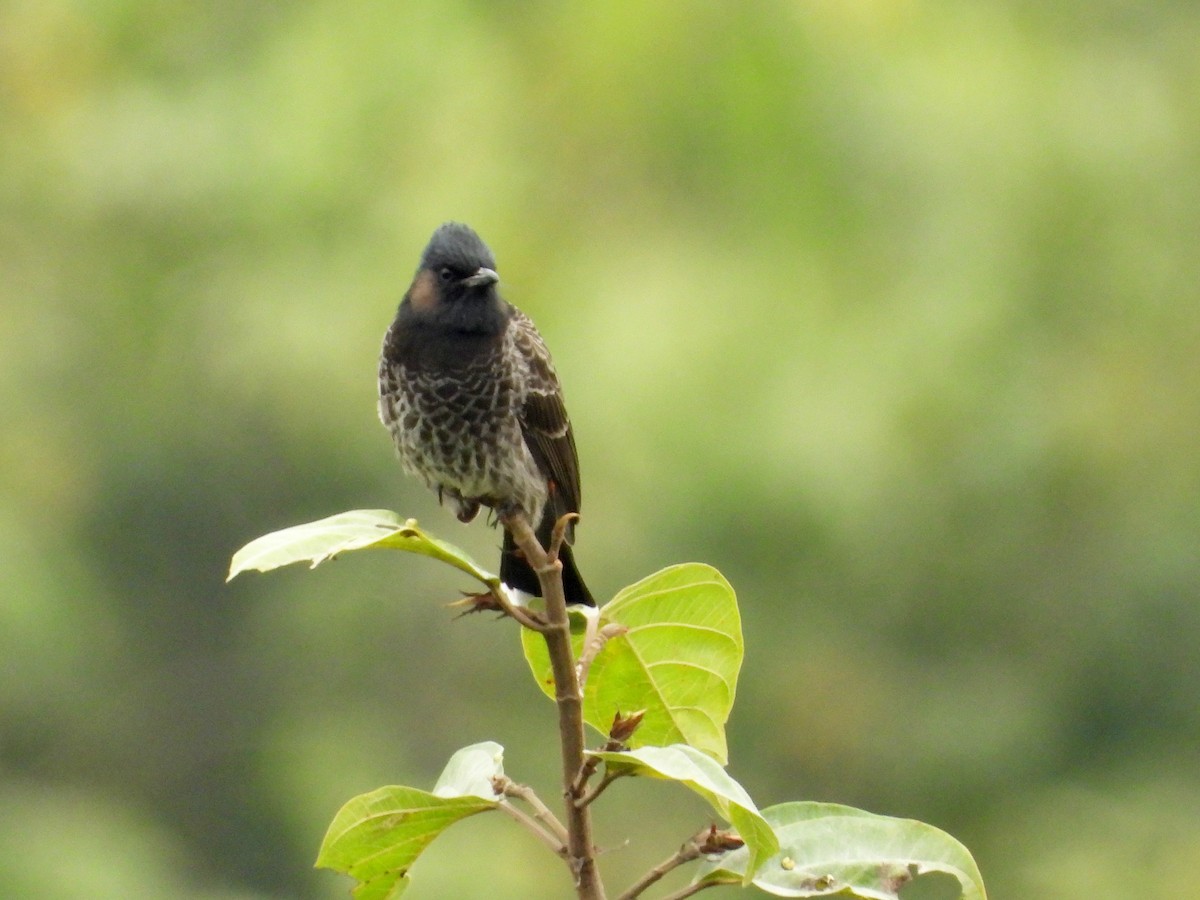 Red-vented Bulbul - ML612287999