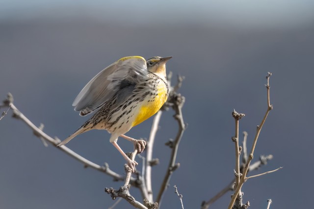 Chihuahuan Meadowlark