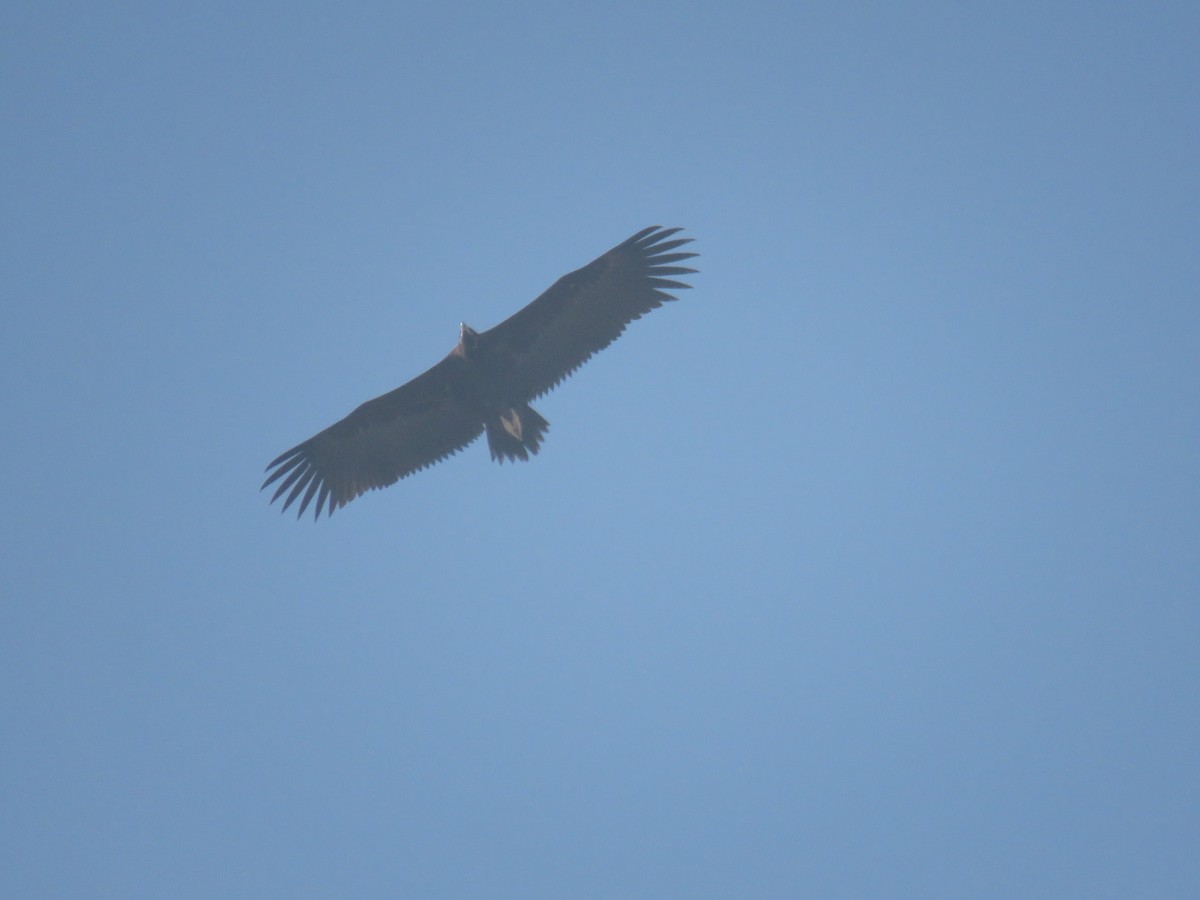 Cinereous Vulture - ML612288939