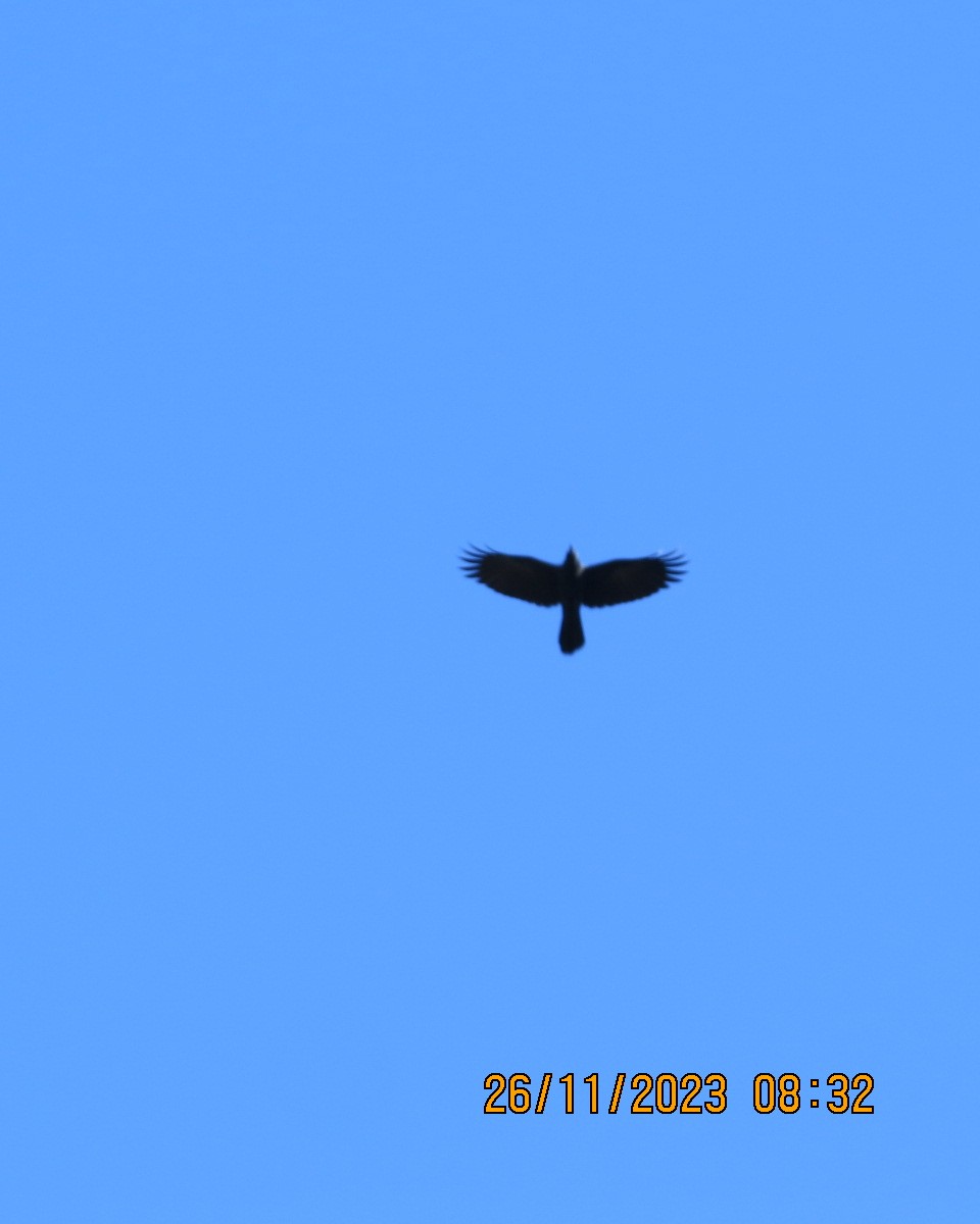 Large-billed Crow - ML612289205