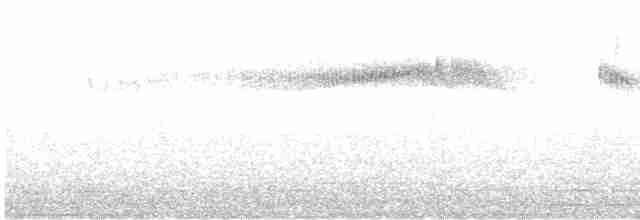 Широкохвостый колибри - ML612289327