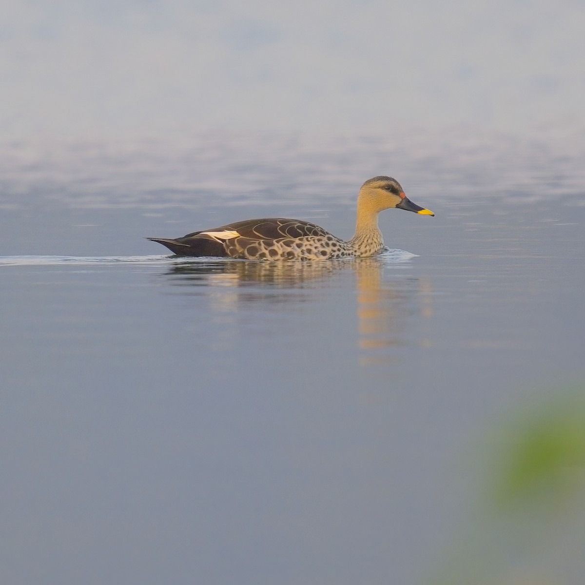 Indian Spot-billed Duck - ML612289532