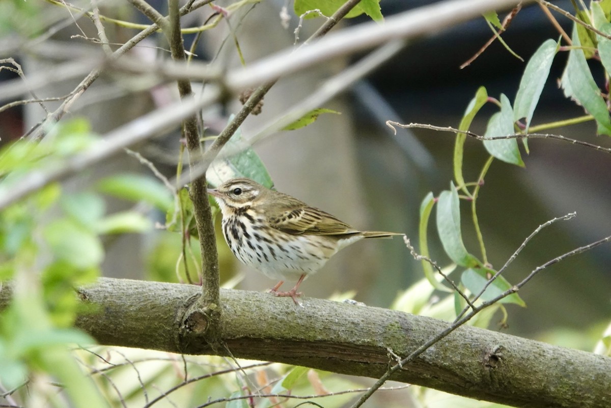 Olive-backed Pipit - ML612289564