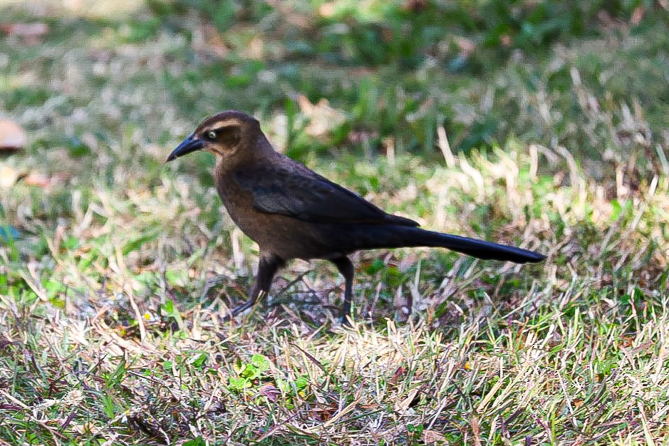 Great-tailed Grackle - ML612289980