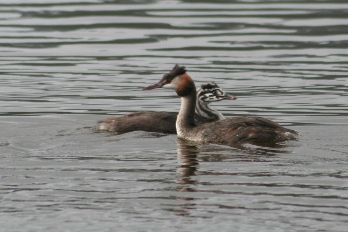 Great Crested Grebe - ML612289981