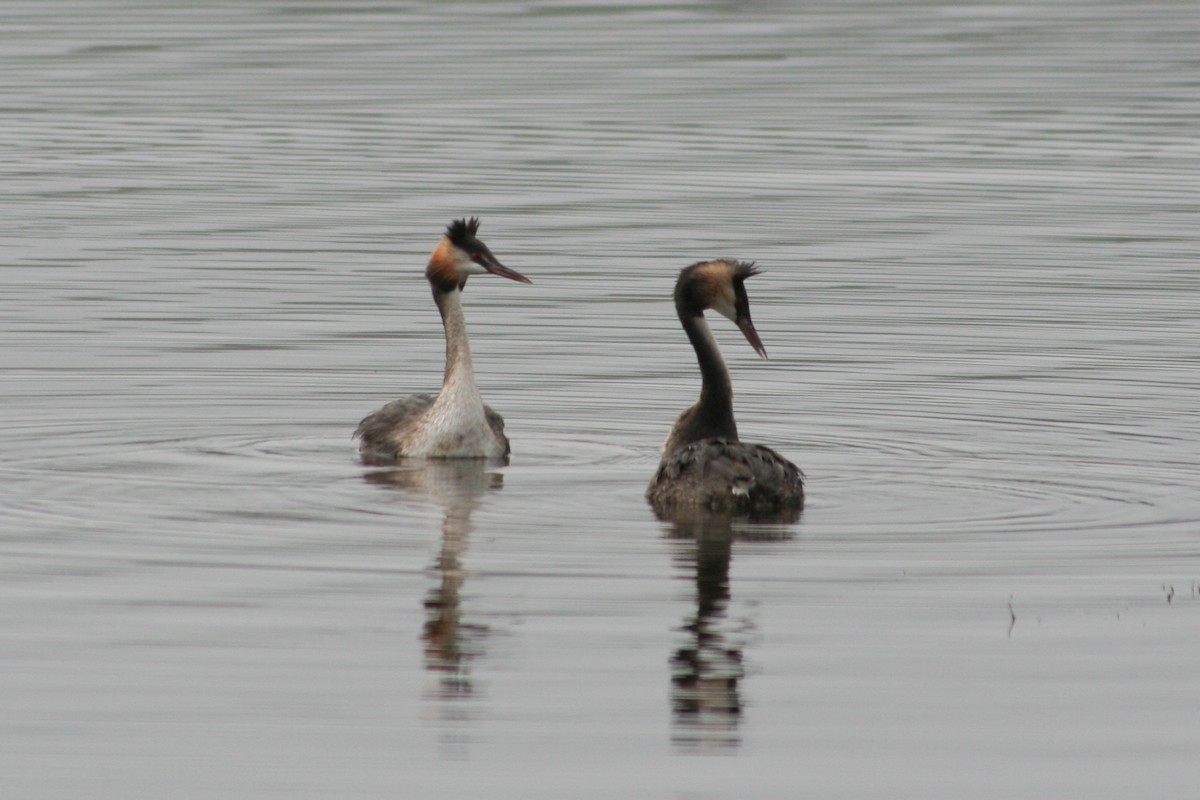 Great Crested Grebe - ML612289982