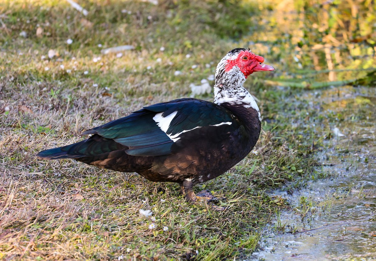 Muscovy Duck (Domestic type) - Barbara Hostetler