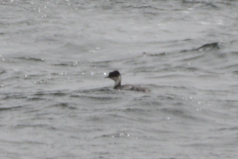 Silvery Grebe (Andean) - ML612291117
