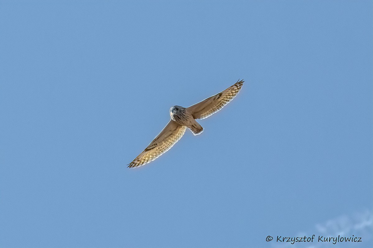 Short-eared Owl - ML612291172