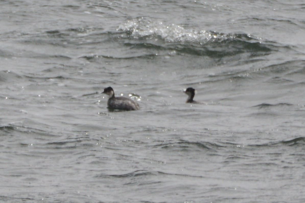 Silvery Grebe (Andean) - ML612291209