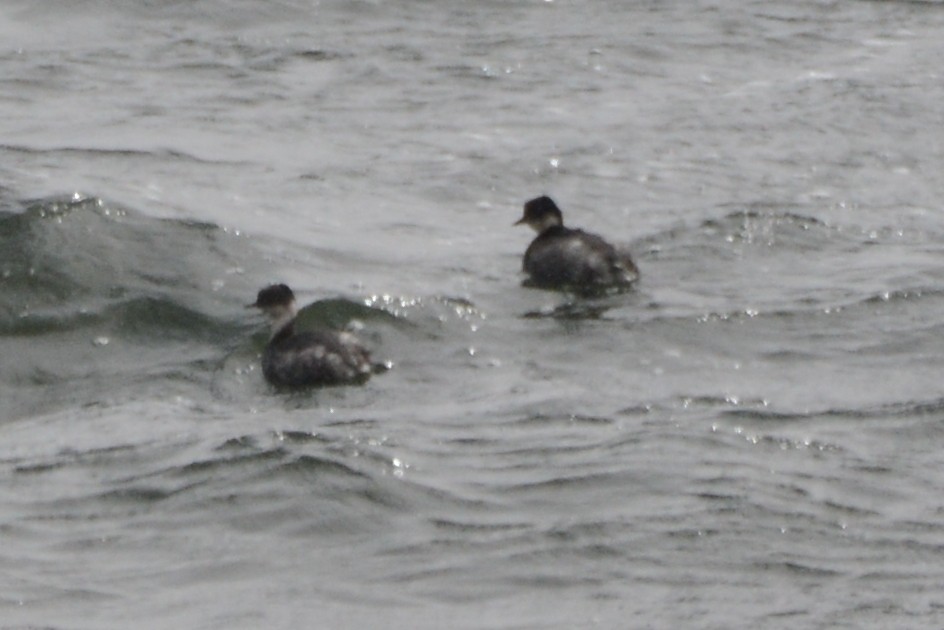 Silvery Grebe (Andean) - ML612291223