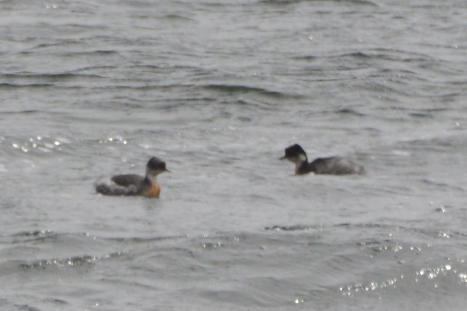 Silvery Grebe (Andean) - ML612291241