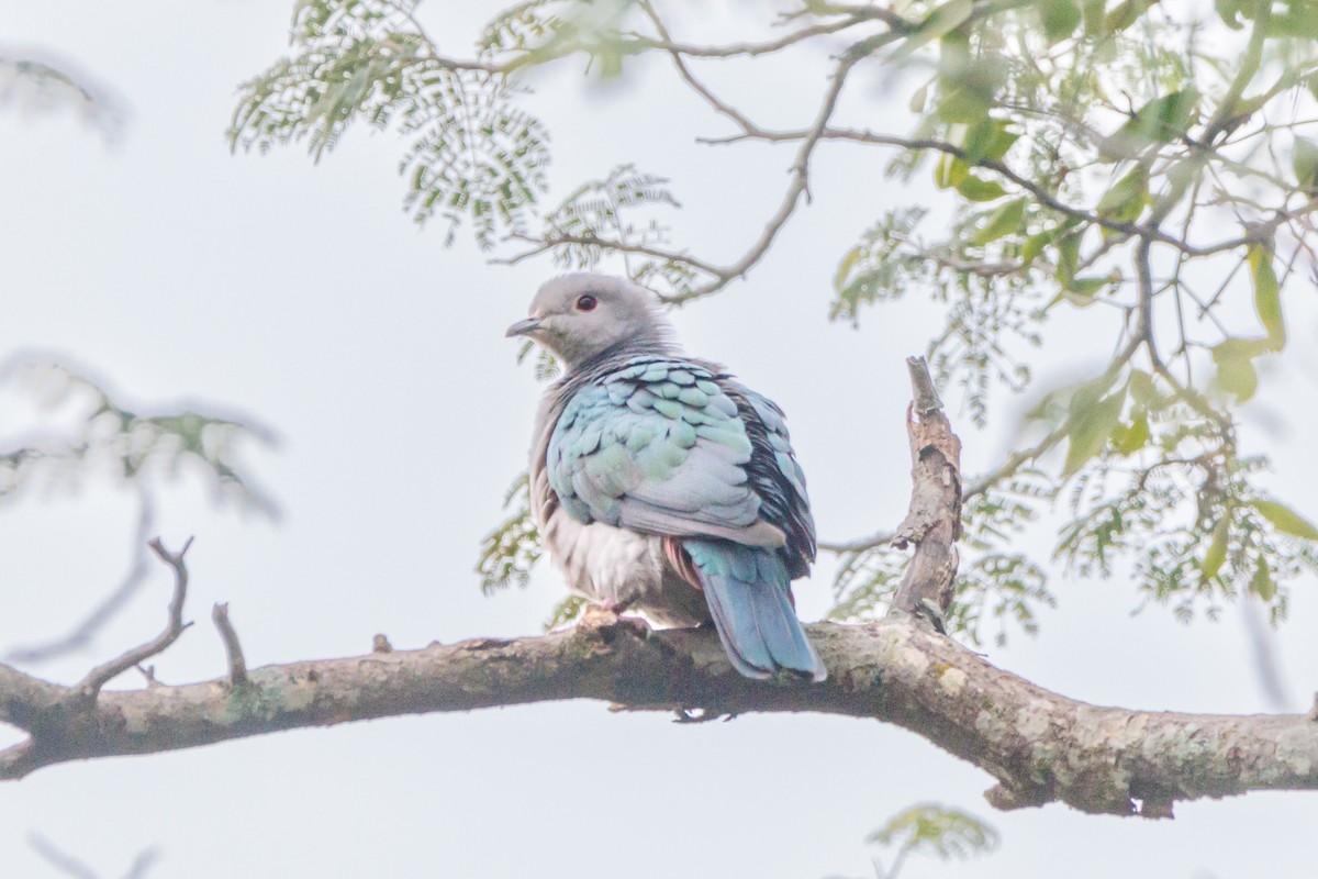 Green Imperial-Pigeon - ML612291437