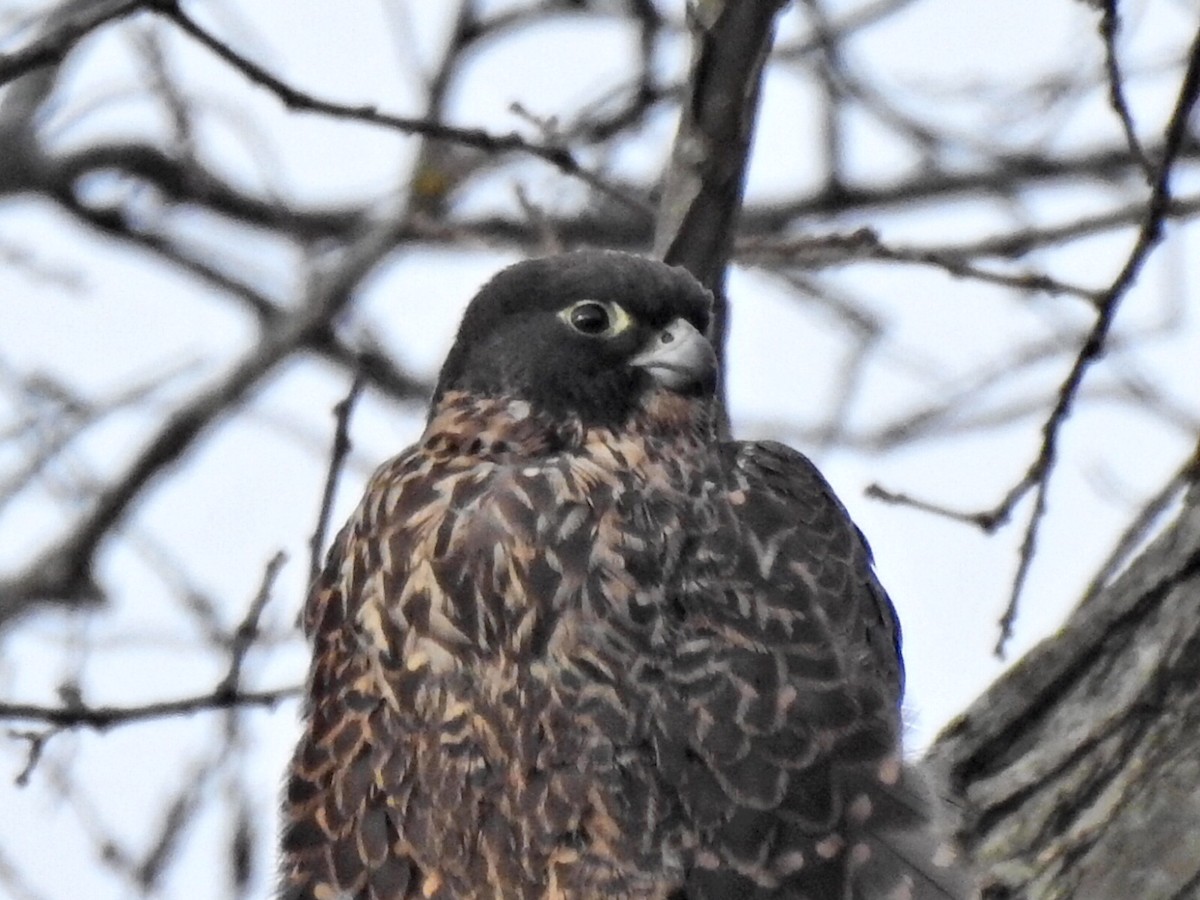 Peregrine Falcon (Peale's) - ML612291789