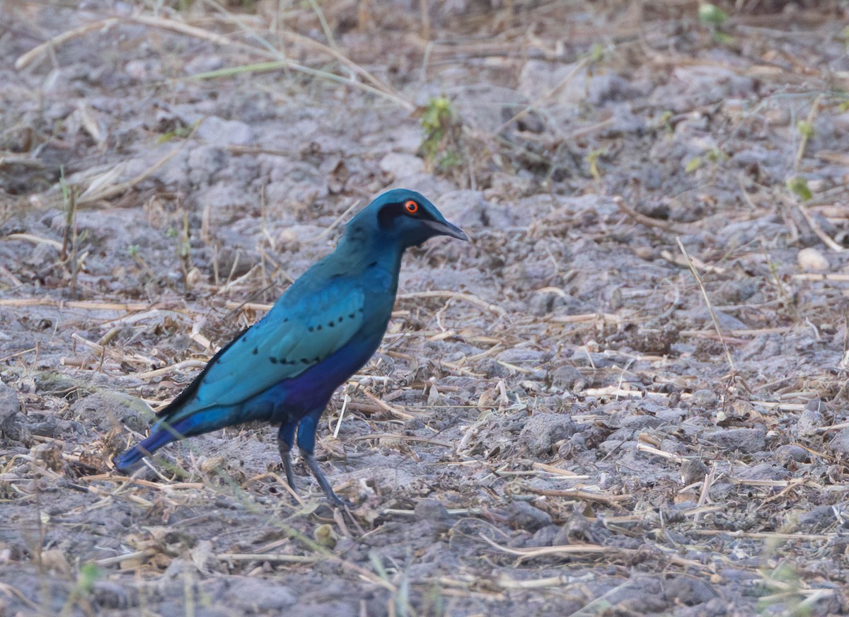 Bronze-tailed Starling - Per Smith
