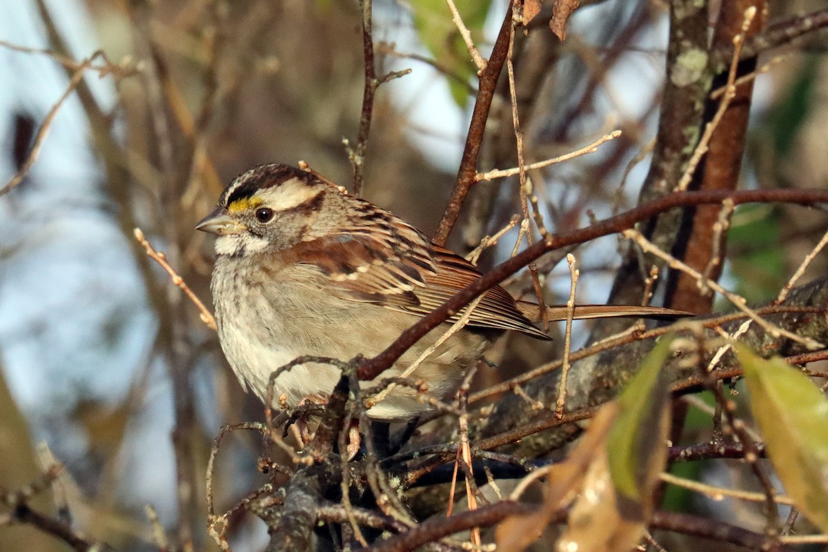 White-throated Sparrow - ML612291939