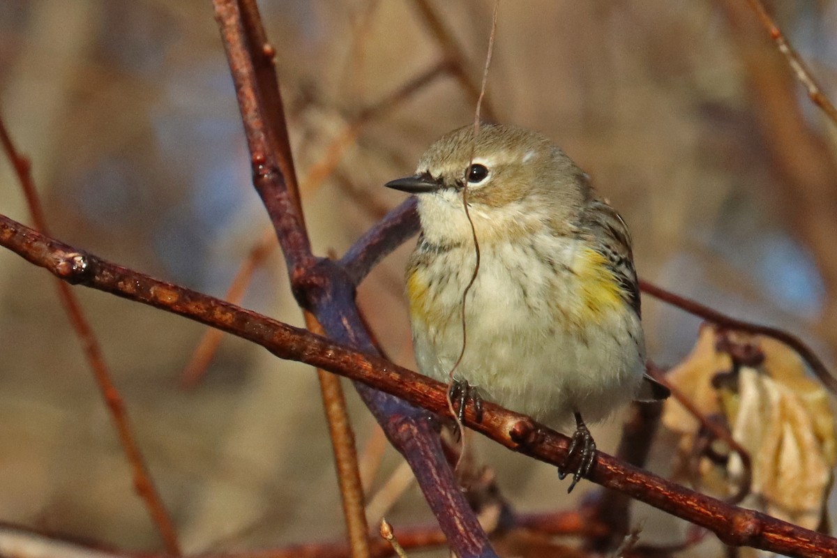 Yellow-rumped Warbler (Myrtle) - ML612291961
