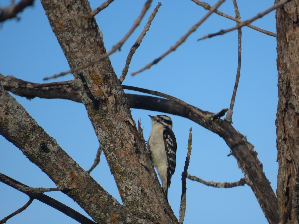 Downy Woodpecker - ML612292469