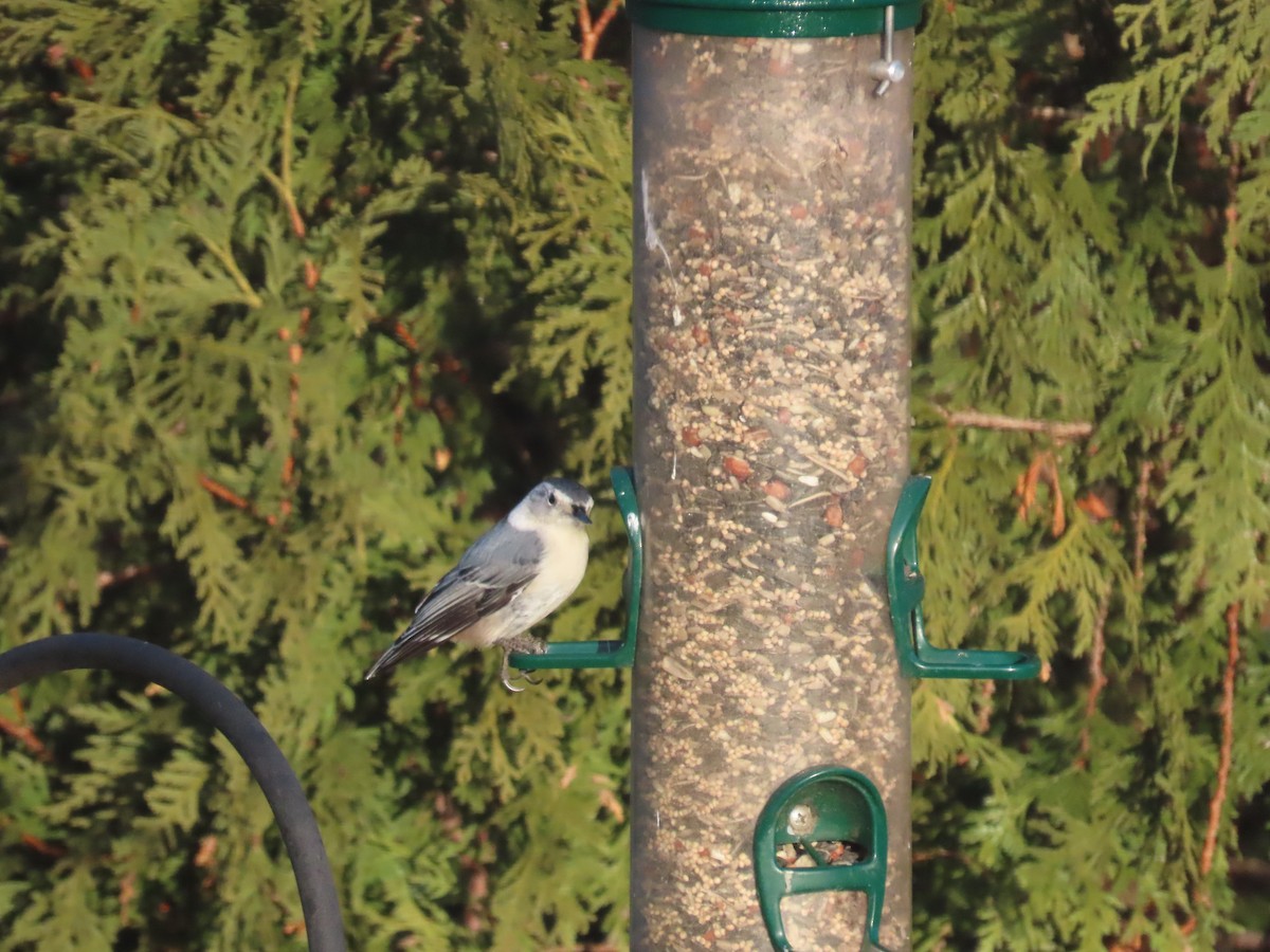 White-breasted Nuthatch - ML612292500