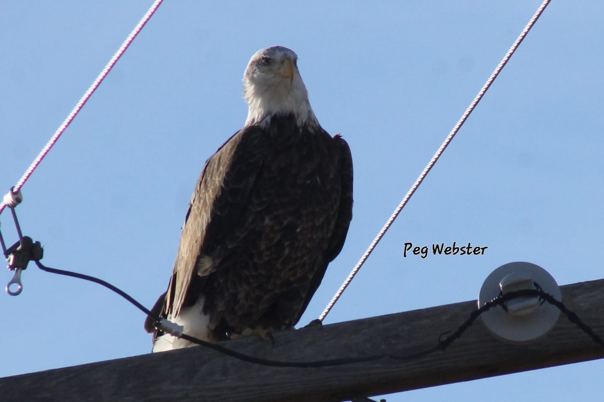 Bald Eagle - Peg  Webster