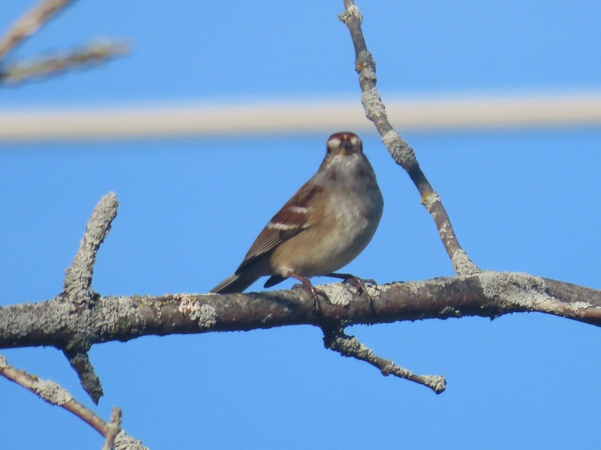 American Tree Sparrow - ML612292530