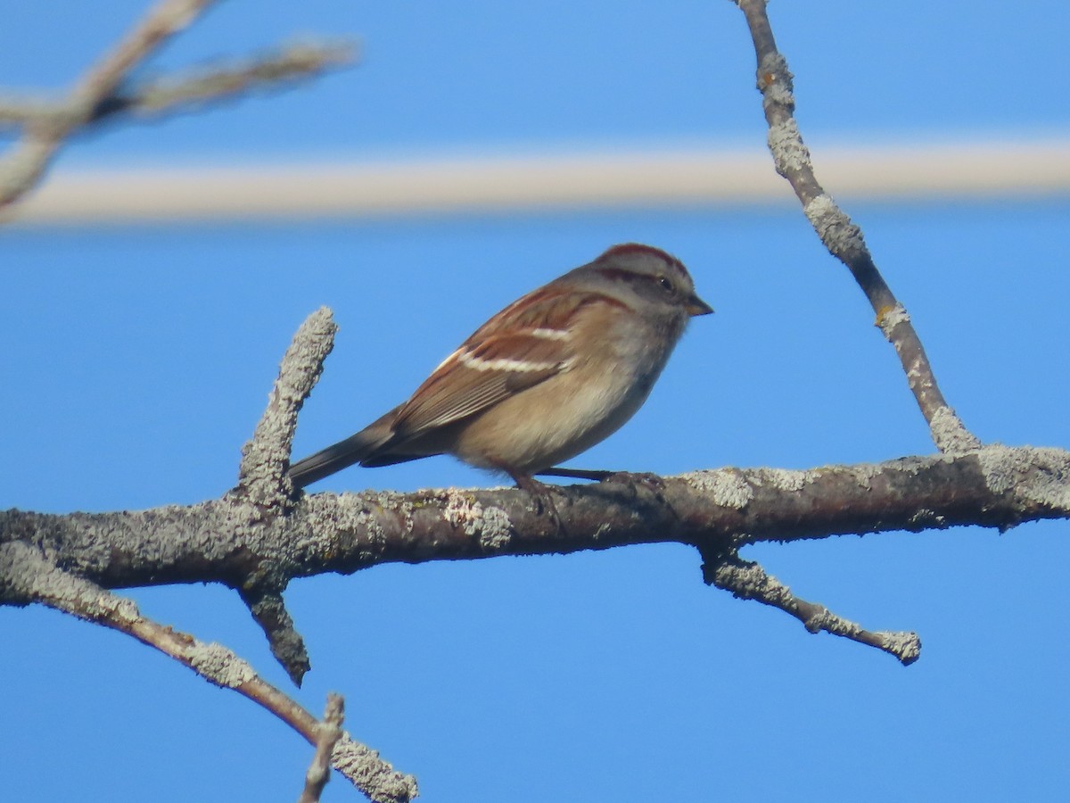 American Tree Sparrow - ML612292531